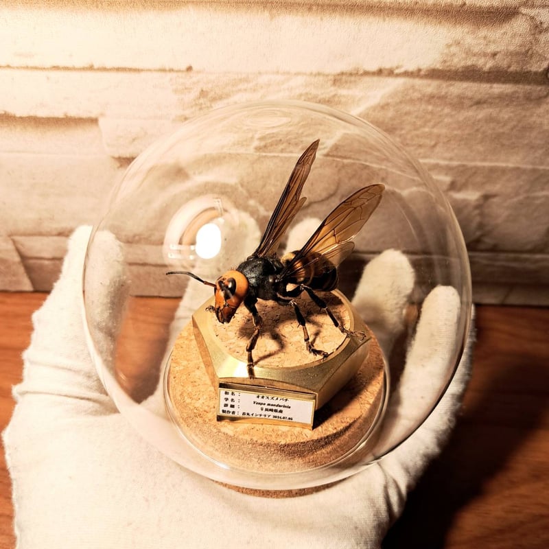 残り1【昆虫標本】オオスズメバチ(超特大サイズ)♀ 立体標本仕上げ