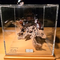 作品名『武の華(ぶのはな)』HYOHON Singularis