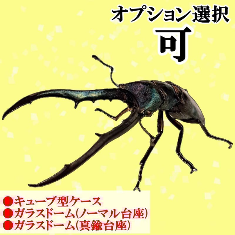 オプション選択可商品】＜定番＞メタリフェルホソアカクワガタ