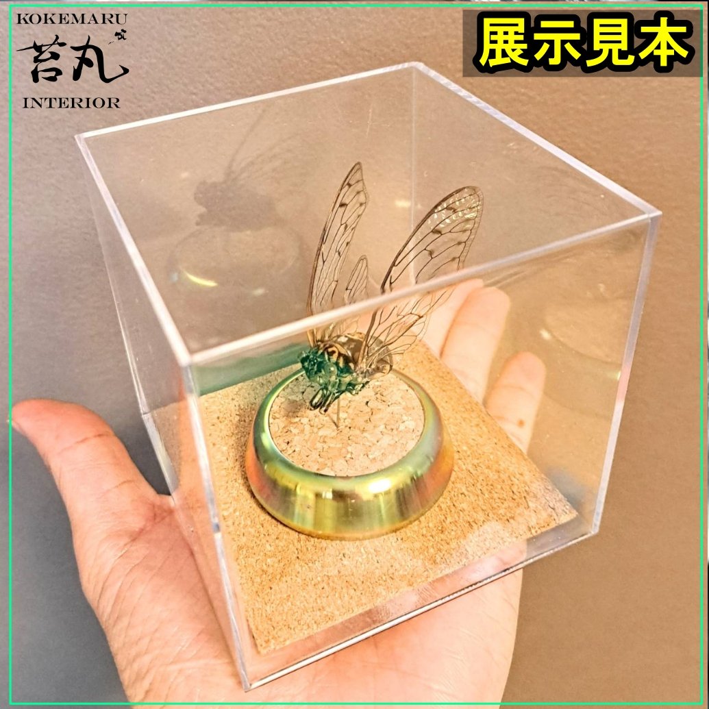 アクリルショーケース　コルク風仕様 10個 ホビー アクリルショーケース コルク風仕様