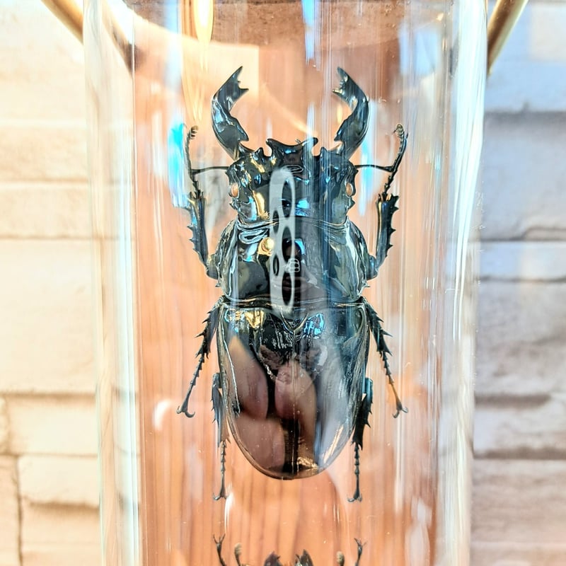 1点もの【昆虫標本】(大型)タランドゥスオオツヤクワガタ♂84.3mm