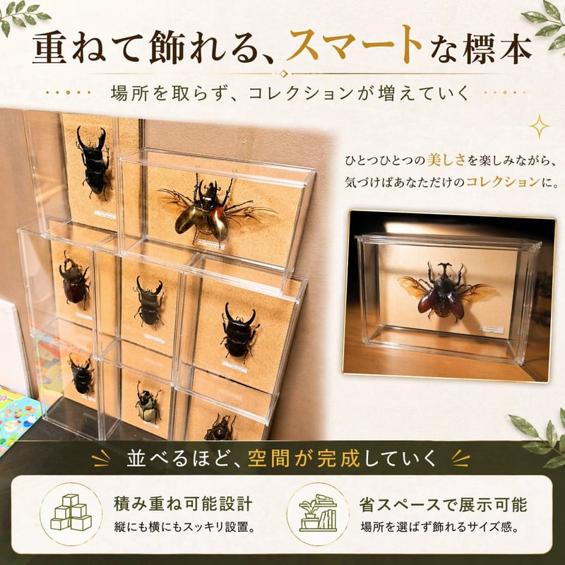 本格標本キット】初心者OK｜昆虫標本が自宅で作れる｜動画解説付き