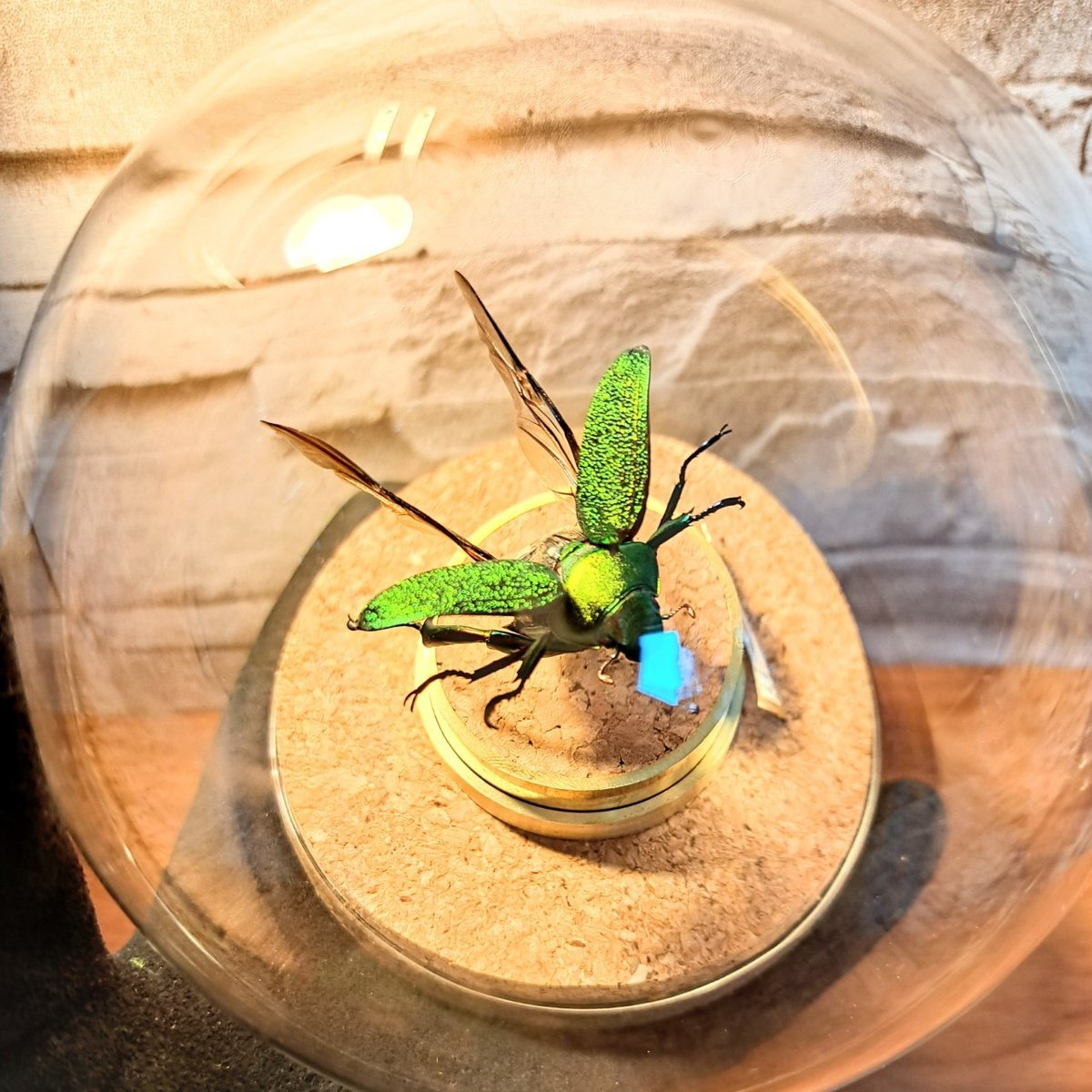 昆虫標本】アシナガミドリツヤコガネ飛翔仕上げ 美麗種ガラスドーム