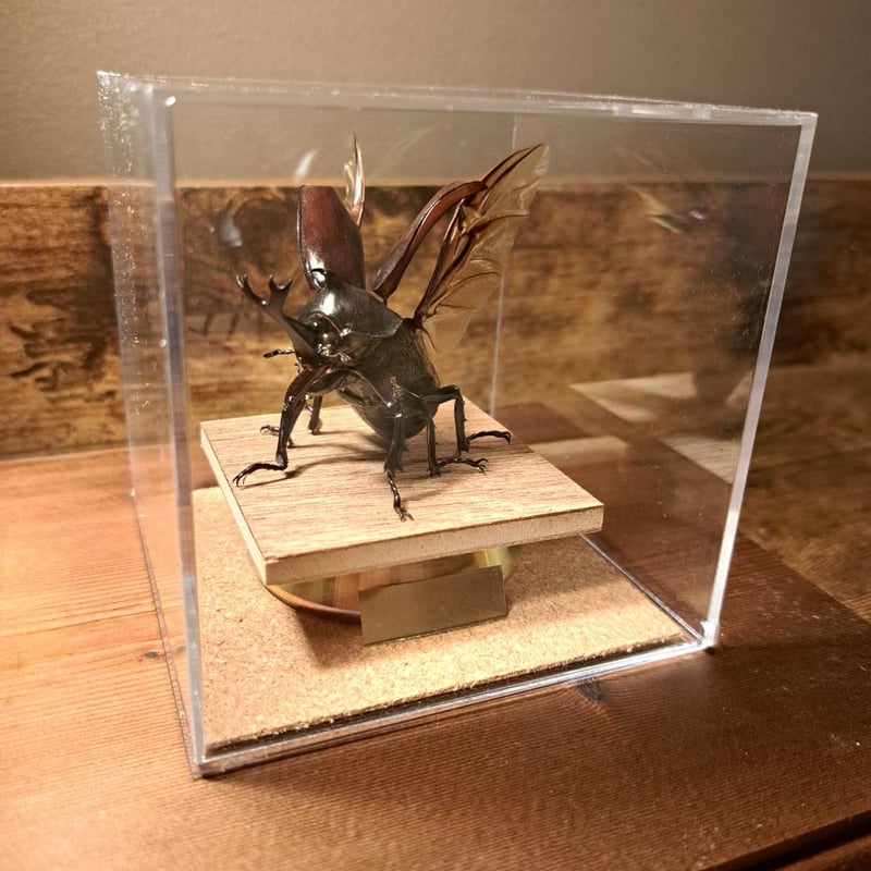 カブトムシ　標本　歯車　1点物 カブトムシ 標本 歯車 1点物 カブトムシのの通販 | コレクション