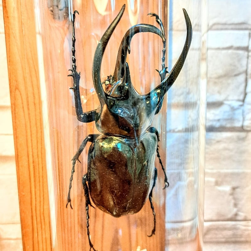 コオカサスオオカブトムシ標本GIANT 3HORN RHINO