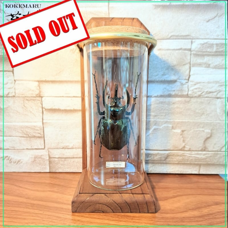 昆虫標本】(中サイズ)アトラスオオカブト♂ 中サイズインテリア