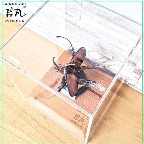 １点もの【昆虫標本】ゴロファ・ポルテリ♂94.1mm飛翔 透明ケース展示