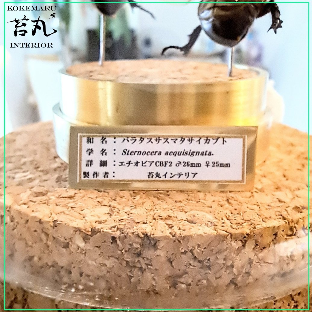 【昆虫標本】バラタスサスマタサイカブト♂♀ガラス球容器展示 ♀25 ♂26 fit=scale-down,w=1200