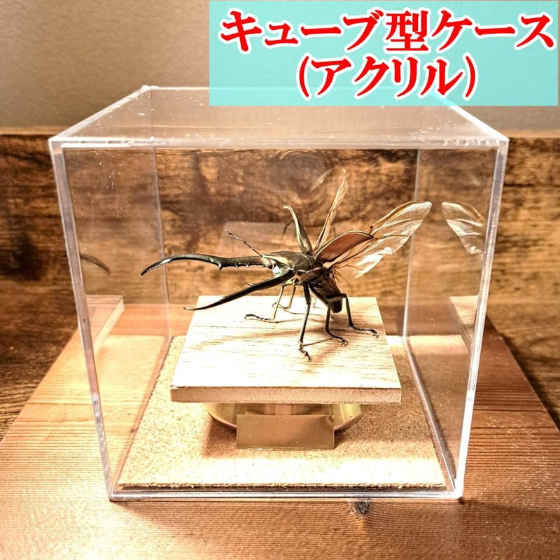 オプション選択可商品】＜定番＞メタリフェルホソアカクワガタ