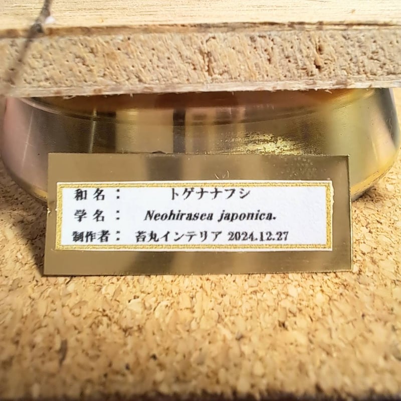昆虫標本】トゲナナフシ 立体標本仕上げキューブケース展示 | 苔丸