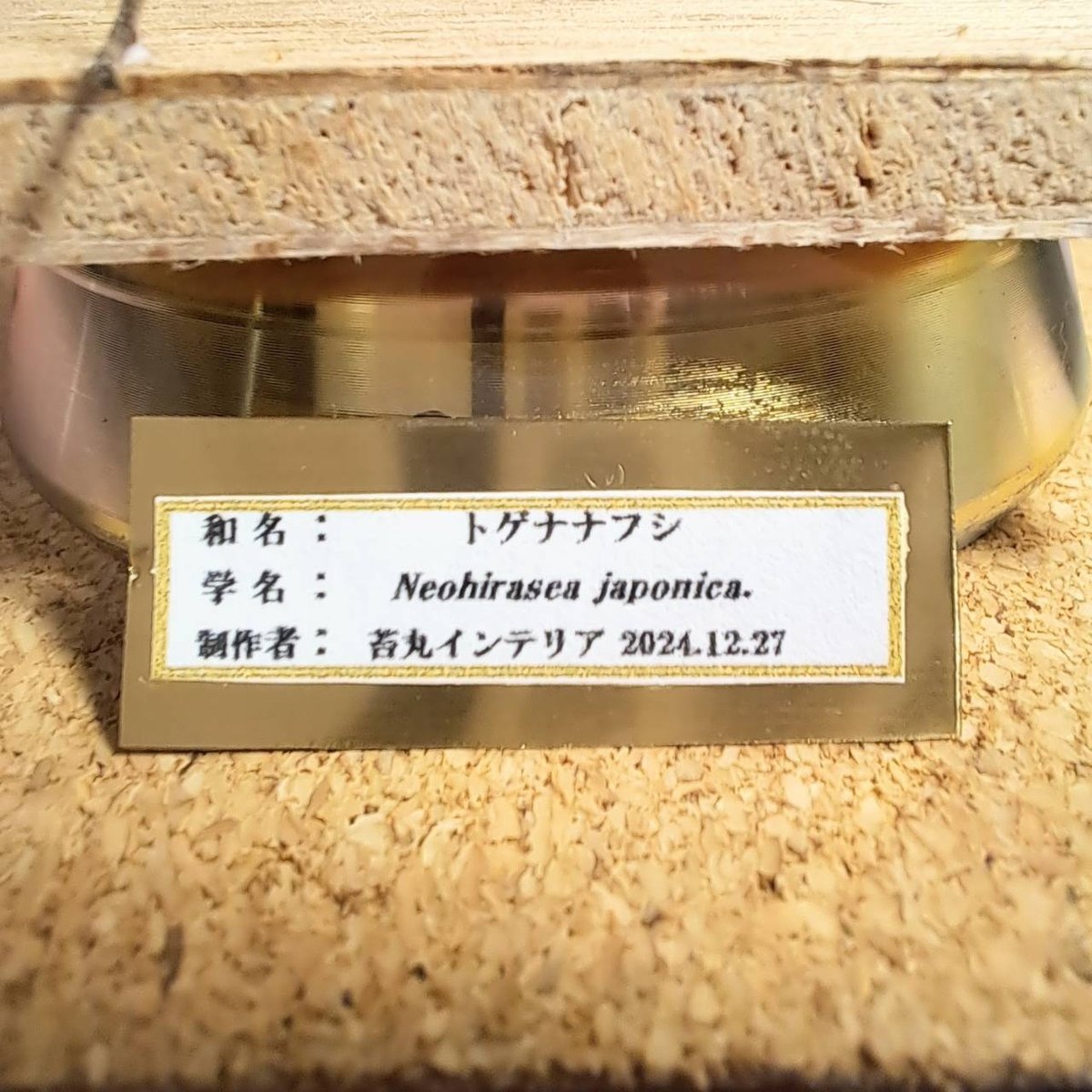 昆虫標本】トゲナナフシ 立体標本仕上げキューブケース展示 | 苔丸