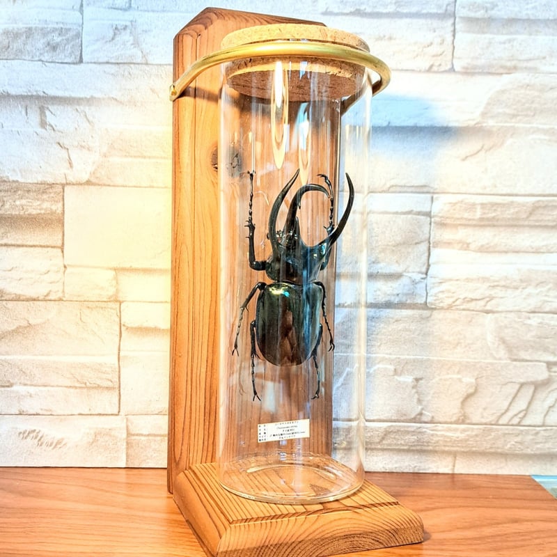 1点もの【昆虫標本】(レア品)コーカサスオオカブト♂単体99.5mmタイ産