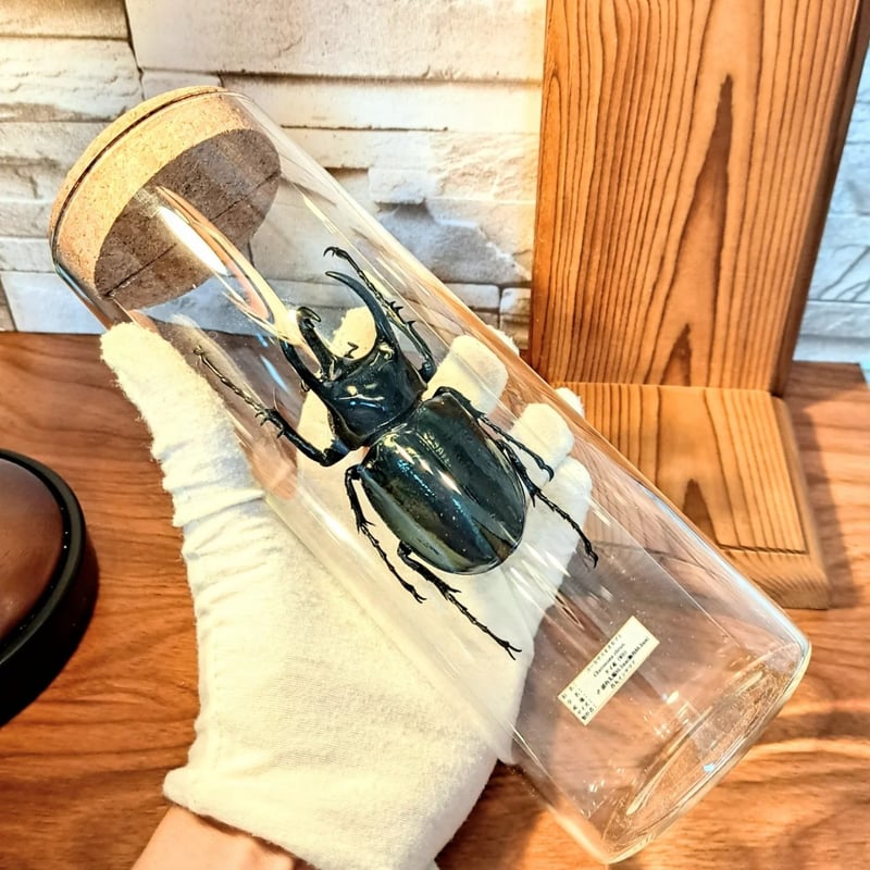 1点もの【昆虫標本】(レア品)コーカサスオオカブト♂単体90.3mm 1点もの【昆虫標本】(レア品)コーカサスオオカブト♂単体90.3mm