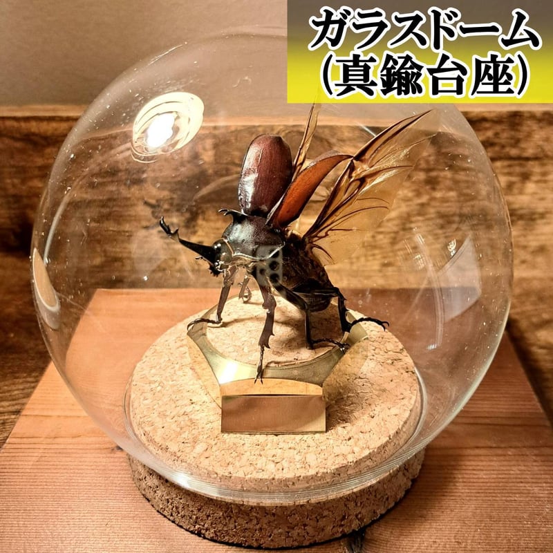 新品　◆限定1個◆高品質 蝉　玉石彫刻ペンダントコレクション 送料無料　本物保証 オプション選択可商品】＜定番＞国産カブトムシ 立体飛翔型標本