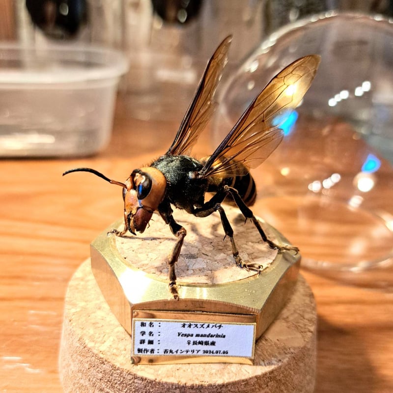 残り1【昆虫標本】オオスズメバチ(超特大サイズ)♀ 立体標本
