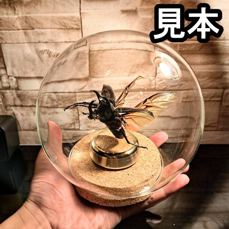 ガラスドーム型展示ケース(L)】直径15㎝ 針刺しコルク台座付き | 苔丸