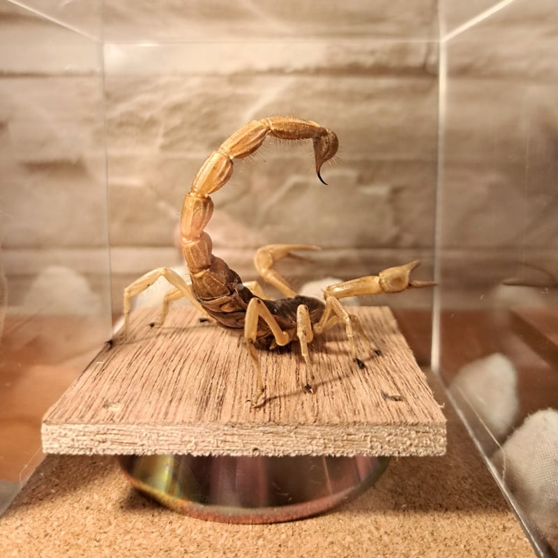 レア品【昆虫標本】デザートへアリースコーピオン 立体タイプ アクリル