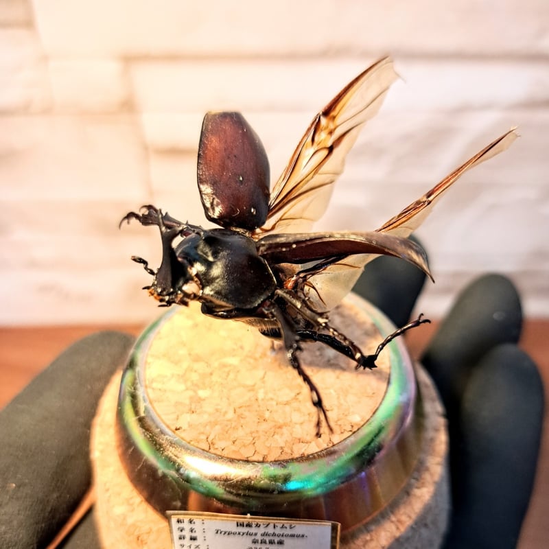 超特大 コンゴ産 シラフオオツノハナムグリ 99mm 超特大 コンゴ