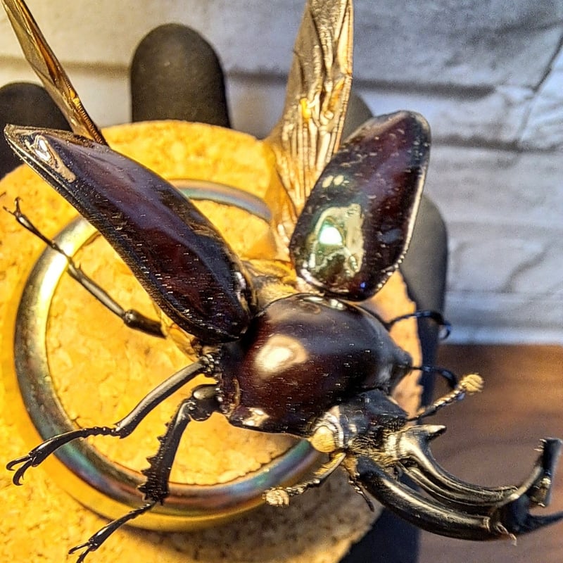 1点もの【昆虫標本】ニジイロクワガタ♂紫紺54mmUP 飛翔型ガラス