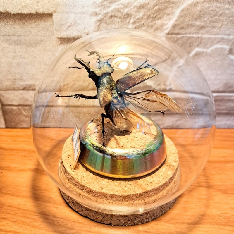 昆虫標本　オオクワ　ミヤマクワガタ　カナブン 最大 オス74.5mm ミヤマクワガタ | オオクワ京都昆虫館