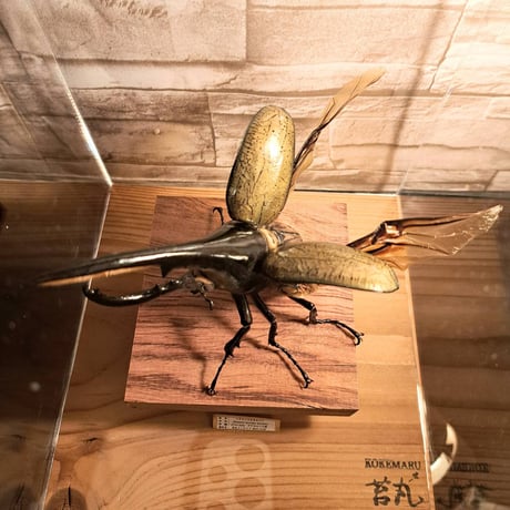 【ラグジュアリー昆虫標本】ヘラクレスオオカブト♂142.3mm 立体標本立体飛翔　大型ショーケース展示