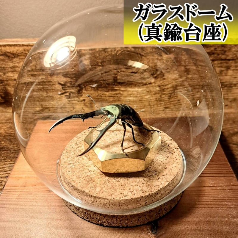 メタリフェルホソアカクワガタ(95mm)標本 オプション選択可商品】＜定番＞メタリフェルホソアカクワガタ