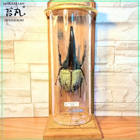 Mori出品 立体標本5点 Mori出品 立体標本5点 Mori出品 立体標本5点 61xAiXtj+gL._UF350,