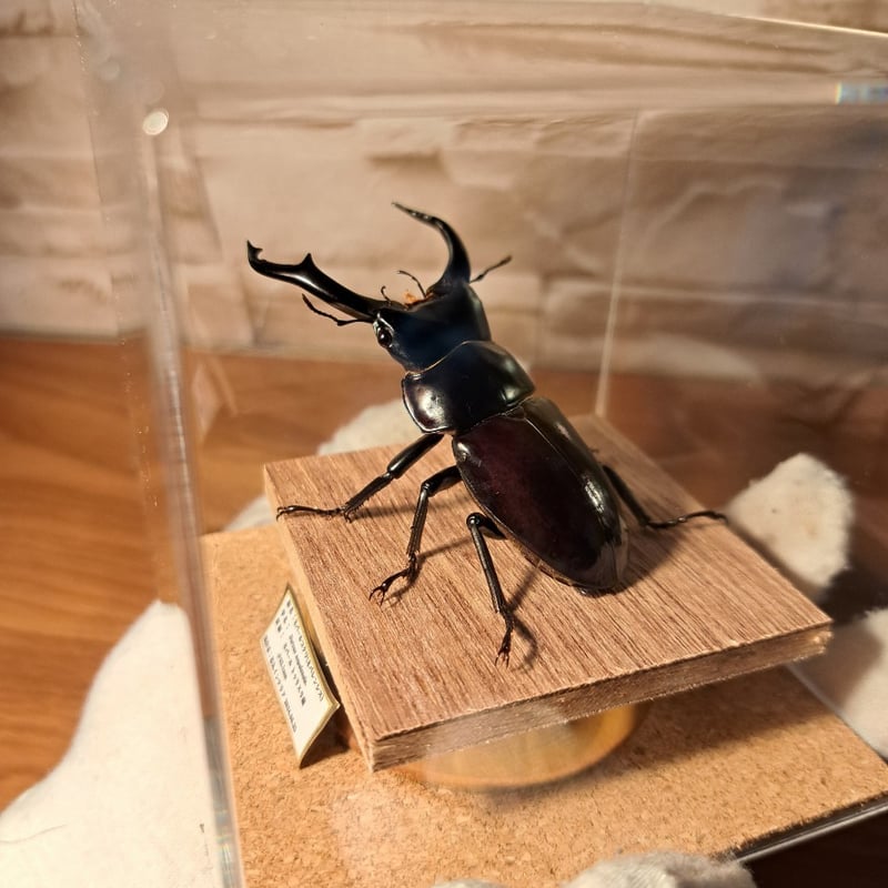 昆虫標本】ネパールコクワ(ネパレンシスコクワ)♂62.1mm※特大