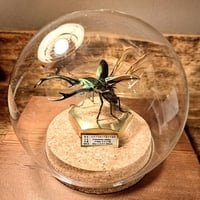 【昆虫標本】アクテオンゾウカブト　胸角の長い良型 1点もの【昆虫標本】レックス(アクティオン)ゾウカブト♂107.5