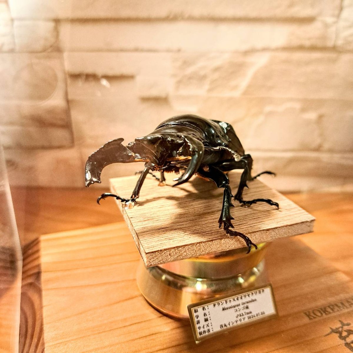 ゴライアスオオツノハナムグリ（コンゴ産） ゴライアスオオツノハナムグリ（コンゴ産）