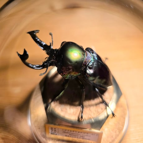 【HYOHON-球(kyu)-】ニジイロクワガタ♂(ピカール)-Phalacrognathus muelleri-