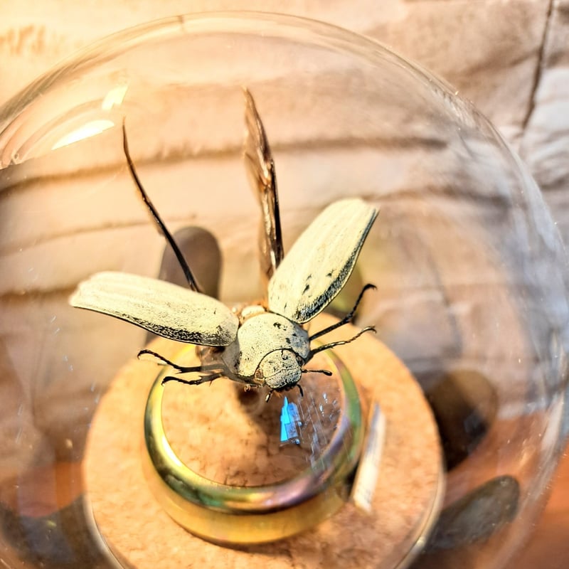 1点もの【昆虫標本】シロオオコフキコガネ飛翔仕上げ ガラスドーム