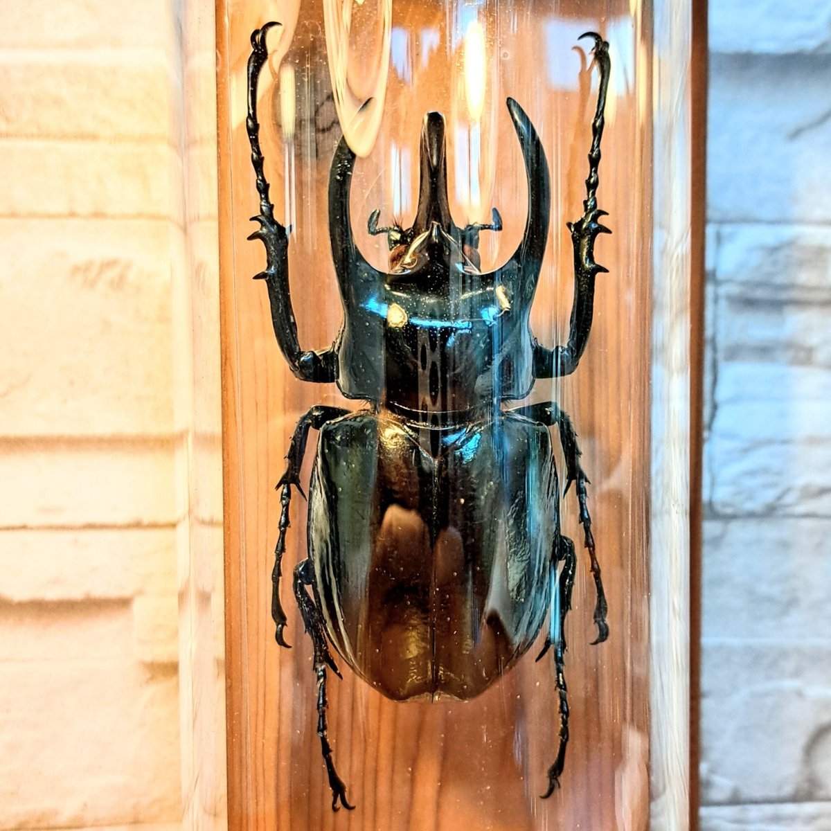 大型コーカサスオオカブト 標本 ジャワ産 コーカサスオオカブト標本 116ミリ 野外品 ジャワ産