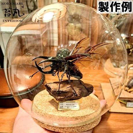 【標本用死虫 ※送料込み】アトラスオオカブト♂60～70mm 未展足個体