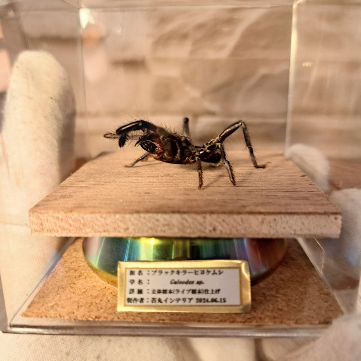 昆虫標本 奇蟲】ブラックキラーヒヨケムシ 立体標本 キューブケース