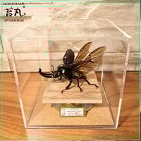 ネプチューンオオカブト標本 約15cm 木製フレーム