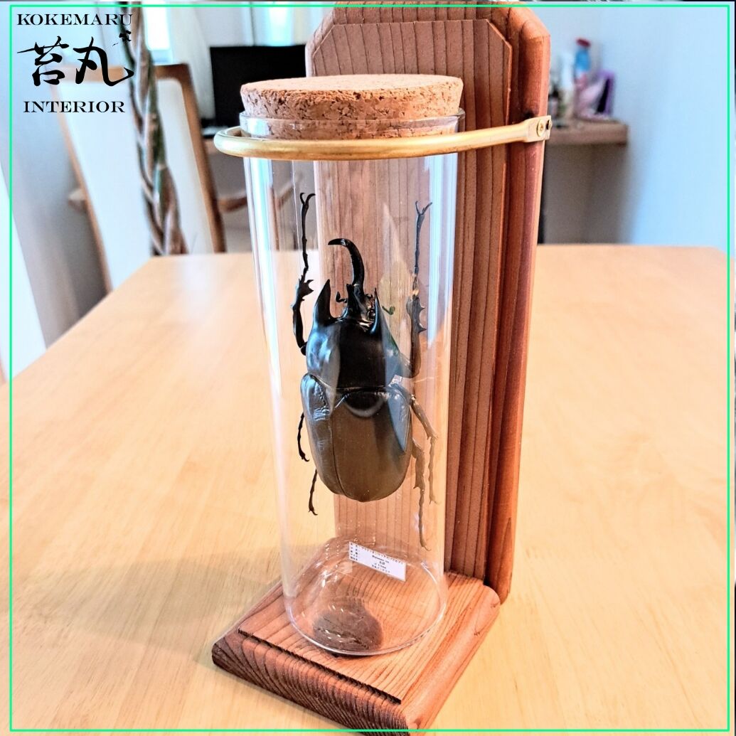 【標本】アクテオンゾウカブト　胸角長い大型 昆虫標本】アクティオン(レックス)ゾウカブト♂118mmインテリア