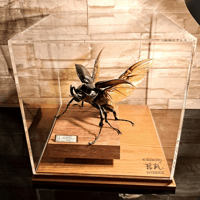 昆虫標本】エレファスゾウカブト(不全個体)♂95.1mm 立体標本