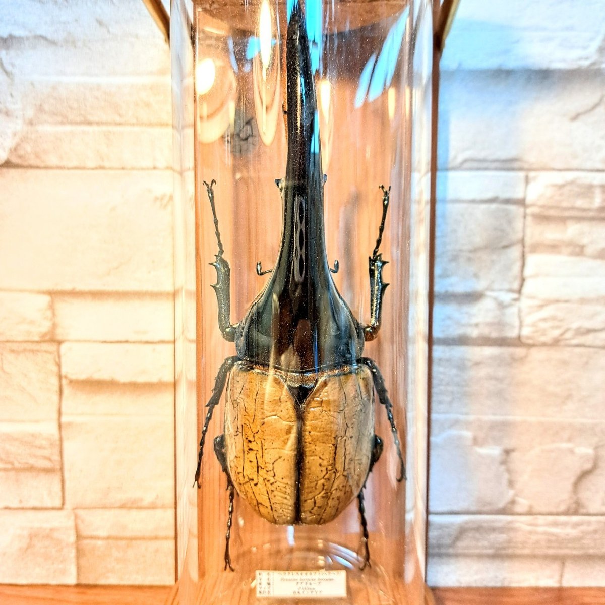 ヘラクレス 163mm 標本 【公式通販】