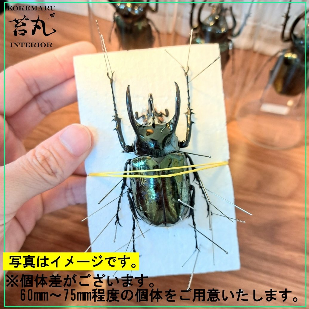 アトラスオオカブト昆虫標本雄雌セット