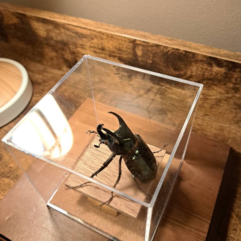 昆虫標本】アトラスオオカブト♂ 立体標本 キューブケース展示