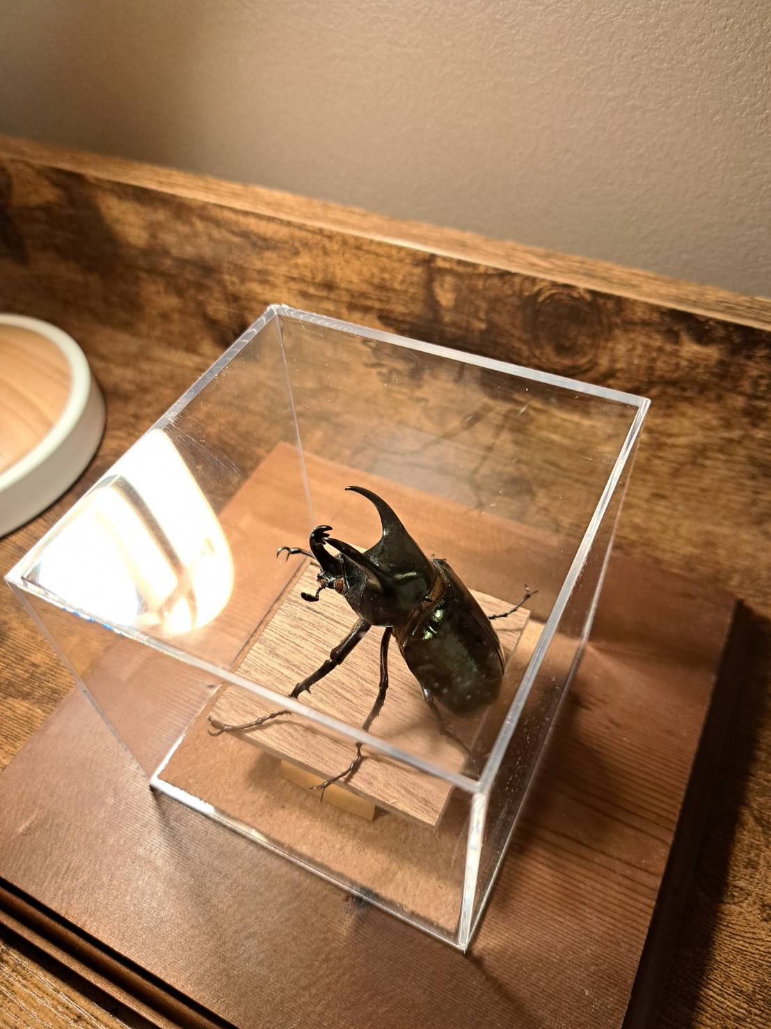 昆虫標本】アトラスオオカブト♂ 立体標本 キューブケース展示 | 苔丸