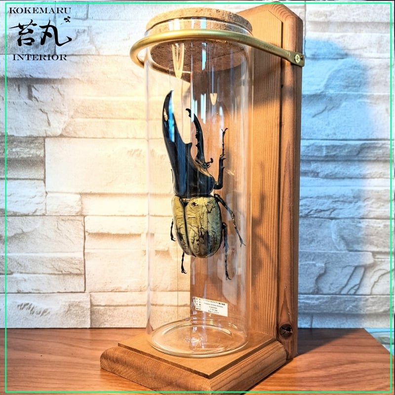 1点もの【昆虫標本】(極太血統)ヘラクレスオオカブト♂123.1mm
