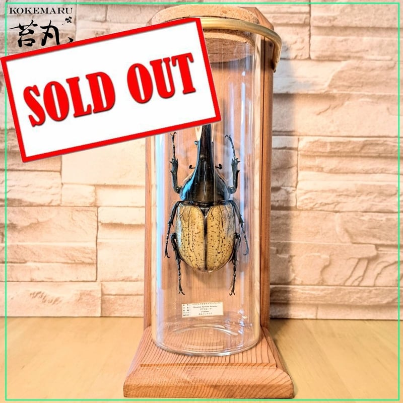 【標本】ヘラクレスオオカブトムシ　グアドループ産　156.3ミリ　飼育品 標本】ヘラクレスオオカブトムシ グアドループ産 156.3ミリ 飼育品