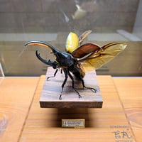 昆虫標本】エレファスゾウカブト(不全個体)♂95.1mm 立体標本 大型