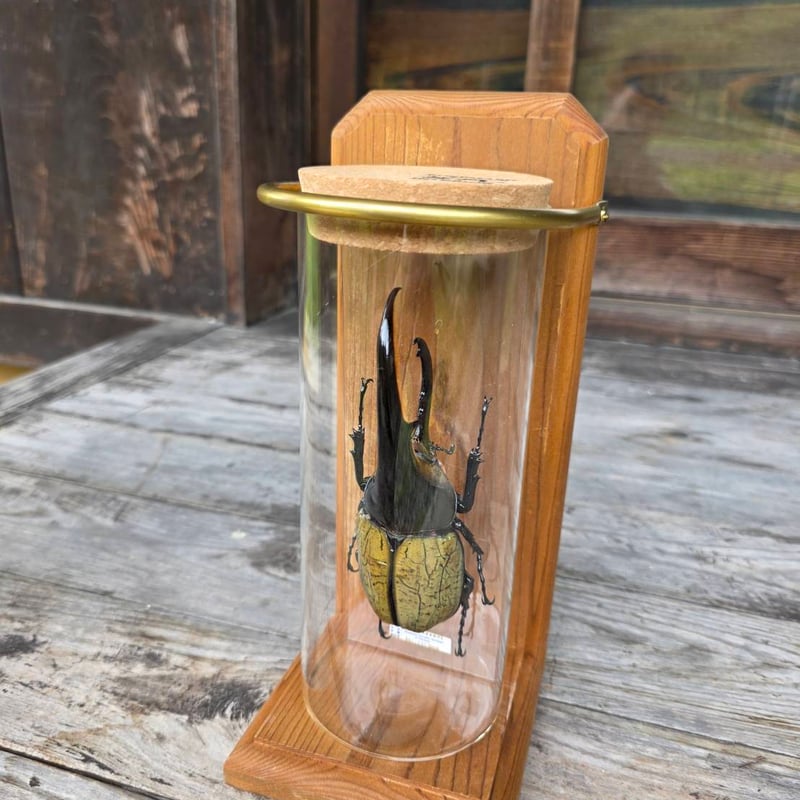 ③ヘラクレスオオカブトムシ146mm ヘラクレスオオカブトのご紹介｜世界最大のカブトムシ | 月虫