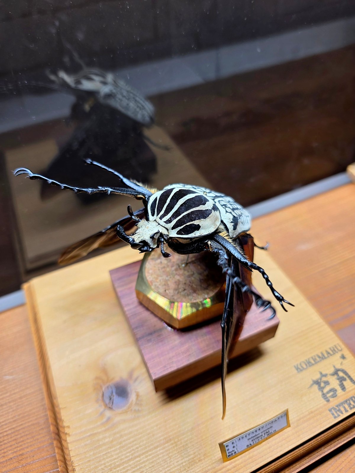 コンゴ産　シラフオオツノハナムグリ1　92mm HYOHON『角』15】-ゴライアスオオツノハナムグリ(シラフ)- | 苔丸