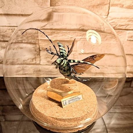 【ラグジュアリー 昆虫標本】ハデツヤカミキリ♀　飛翔型標本仕上げガラスドームL展示