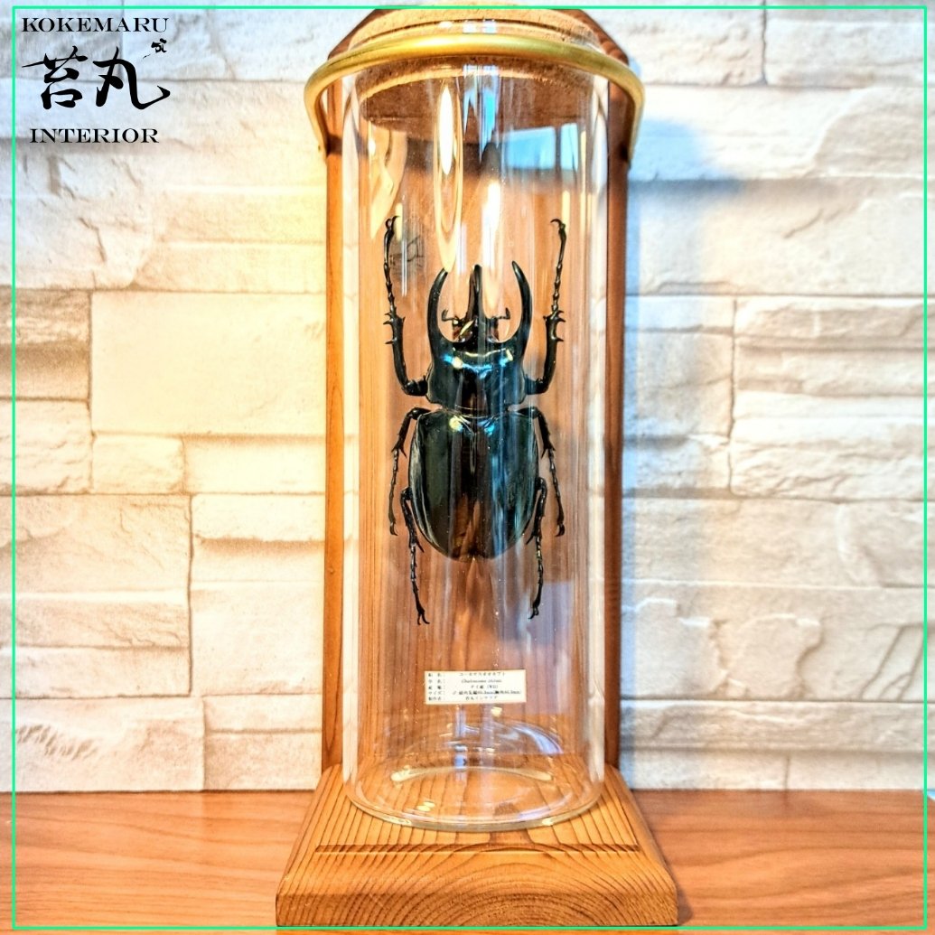 コーカサスオオカブト　昆虫標本 1点もの【昆虫標本】(レア品)コーカサスオオカブト♂単体90.3mm
