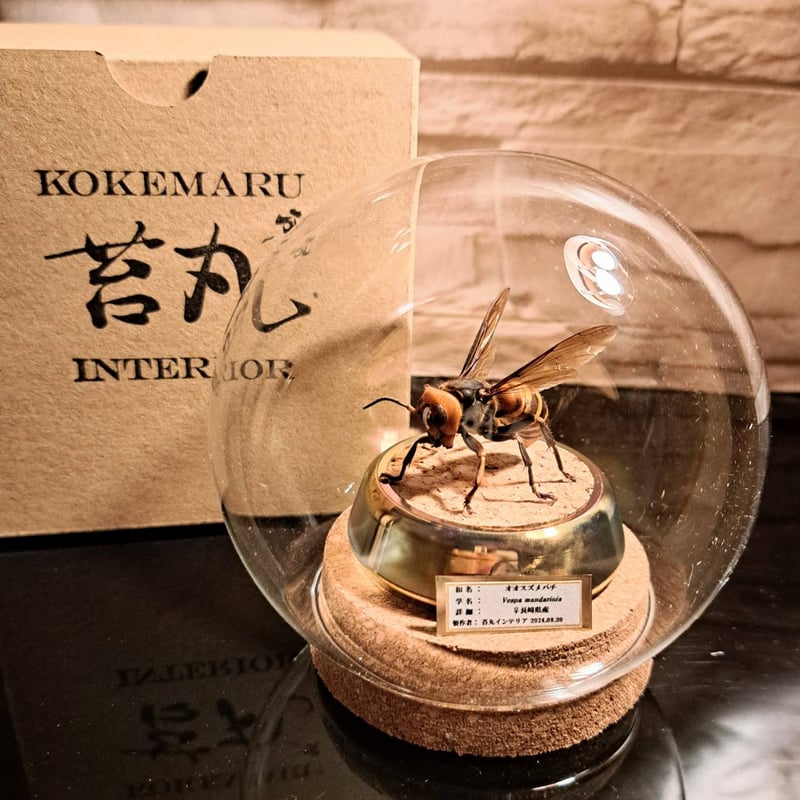 ガラスドーム型展示ケース(S)】直径10㎝ 針刺しコルク台座付き | 苔丸